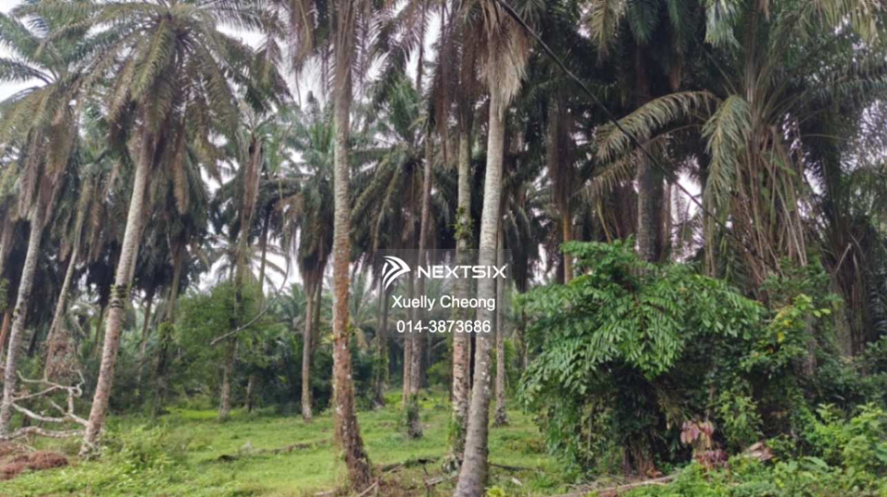 Agricultural Land For Sale in Kluang Johor - Image 6