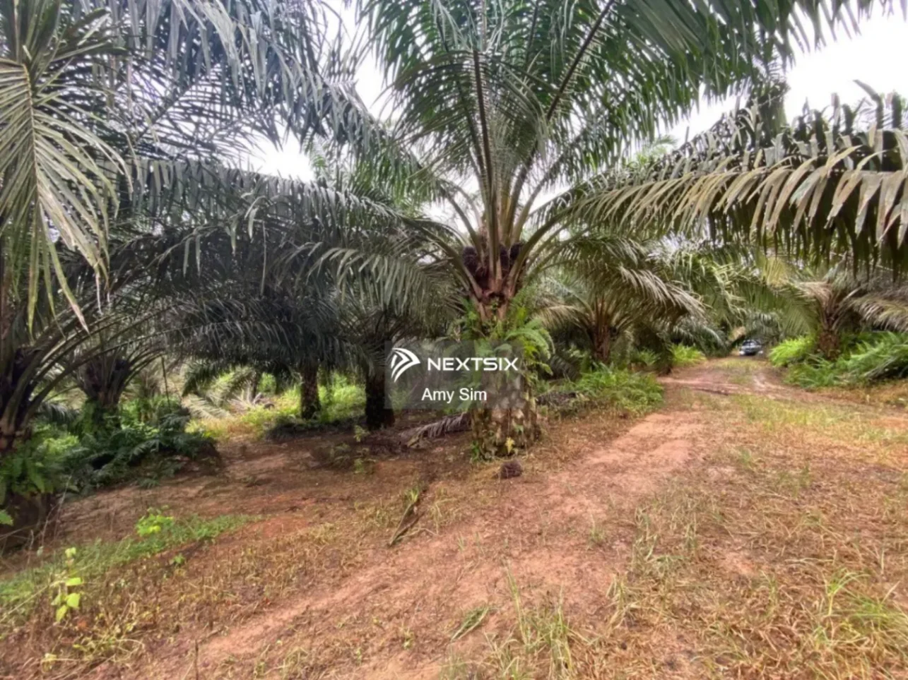 Palm Oil Land @ Kluang Paloh