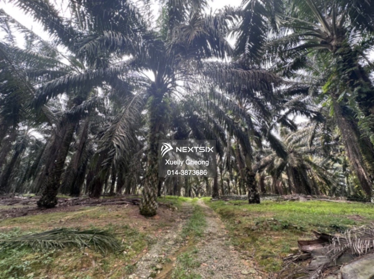 Agricultural Land For Sale in Kota Tinggi Johor - Image 5