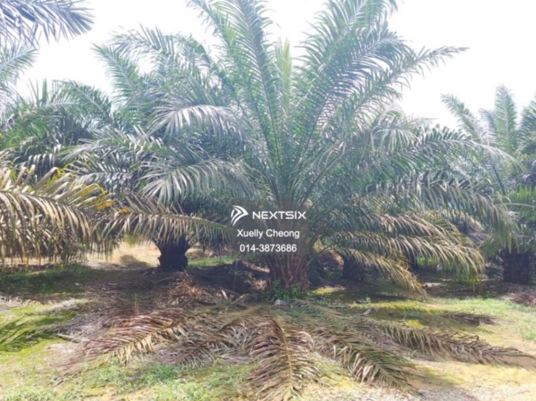 Agricultural Land For Sale in Kluang Johor