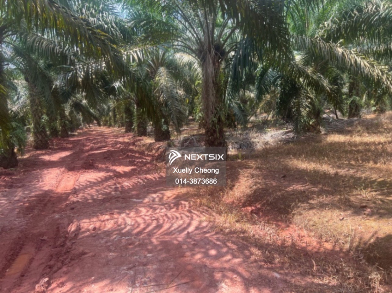 Agricultural Land For Sale in Pontian Johor