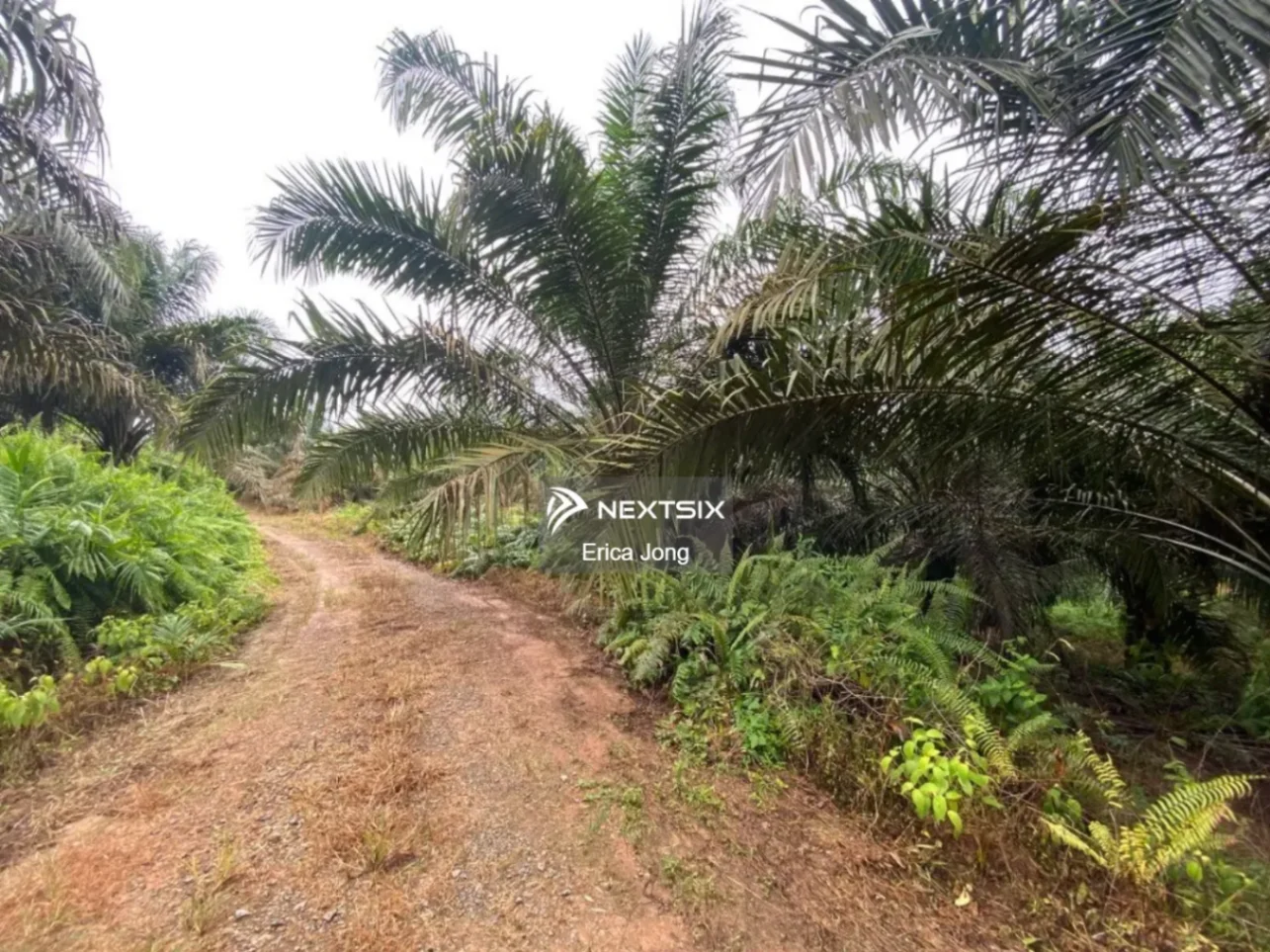 Agricultural Land For Sale in Kluang Johor - Image 5