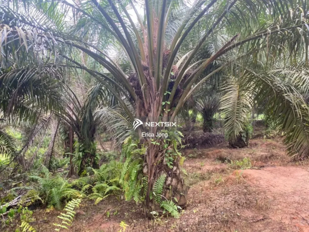 Agricultural Land For Sale in Kluang Johor - Image 6