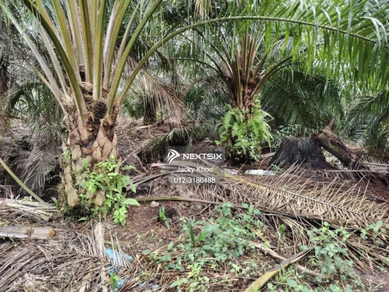 Agricultural Land For Sale in Banting Selangor - Image 5