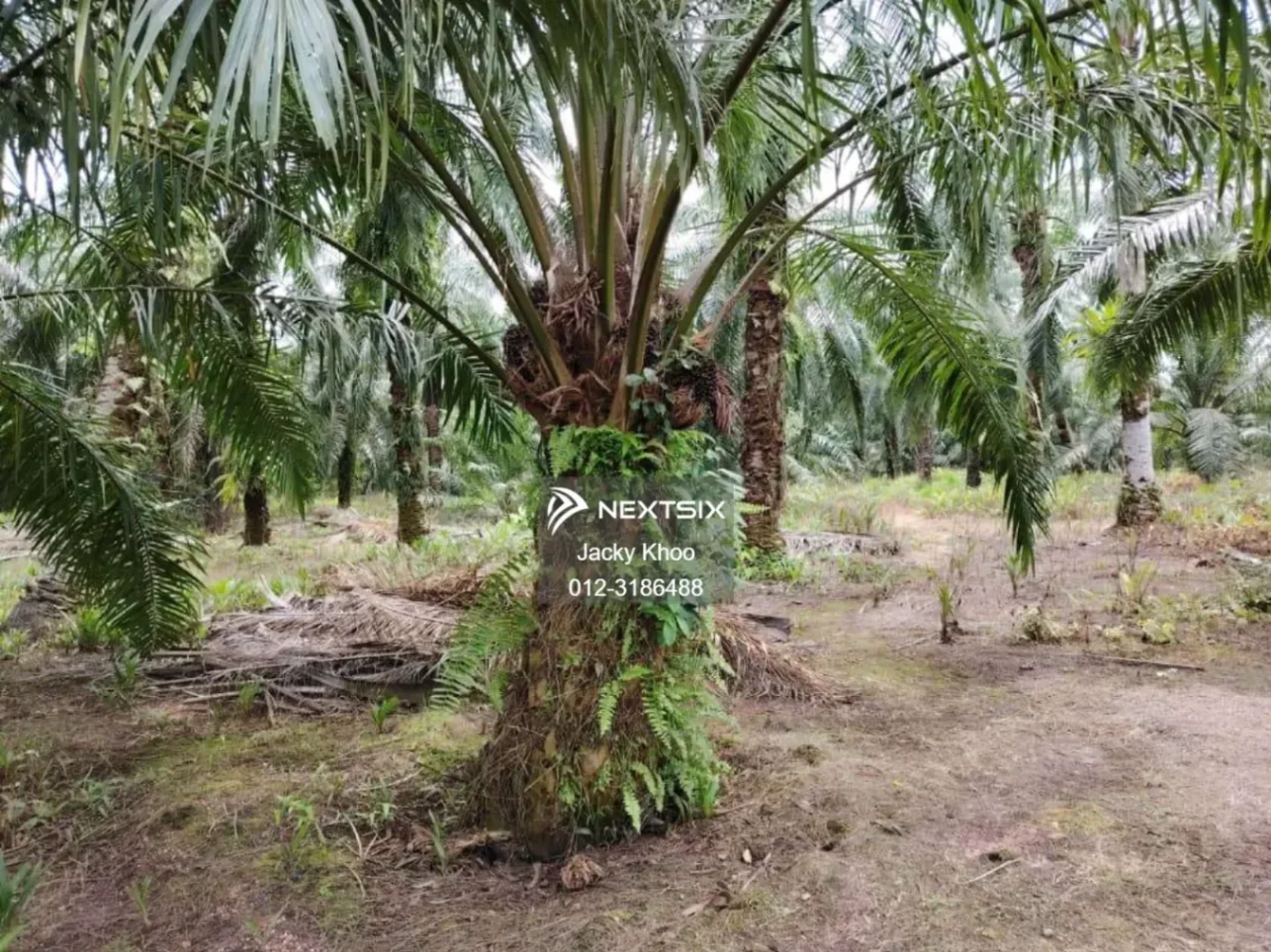 Agricultural Land For Sale in Banting Selangor - Image 5