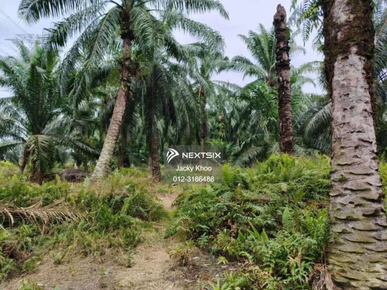 Agricultural Land For Sale in Banting Selangor - Image 6