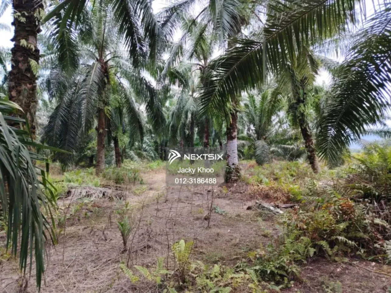 Agricultural Land For Sale in Banting Selangor - Image 7