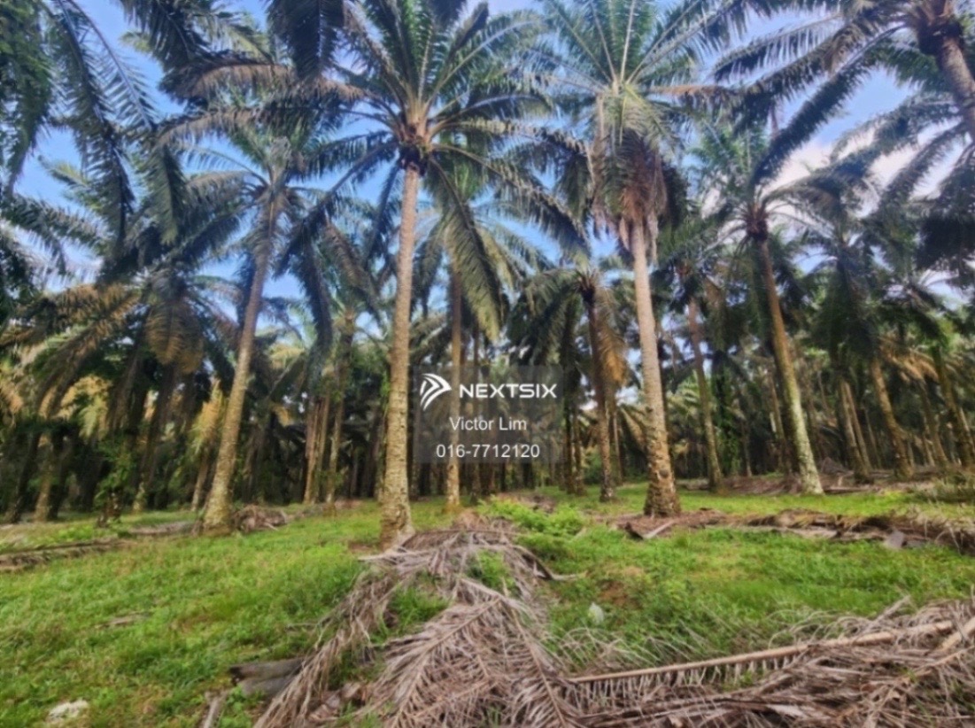 Agricultural Land For Sale in Kluang Johor - Image 5