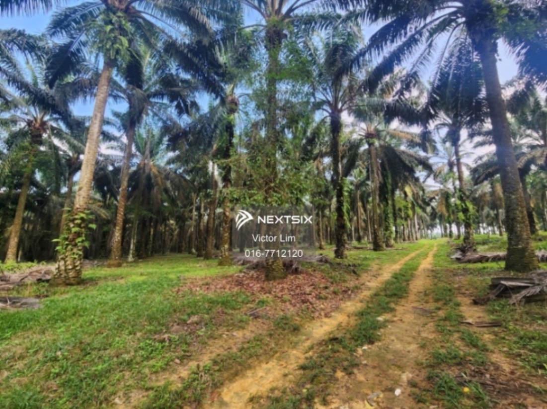 Agricultural Land For Sale in Kluang Johor - Image 6
