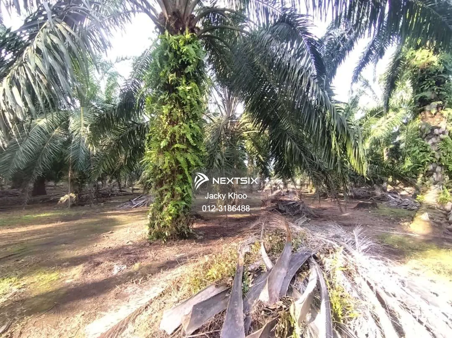 Agricultural Land For Sale in Banting Selangor - Image 5