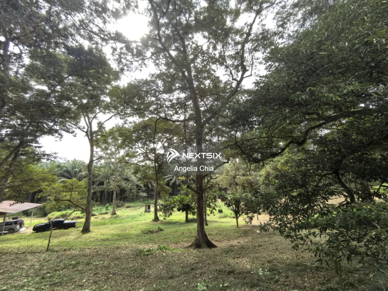 Kota Tinggi 榴莲园农业地