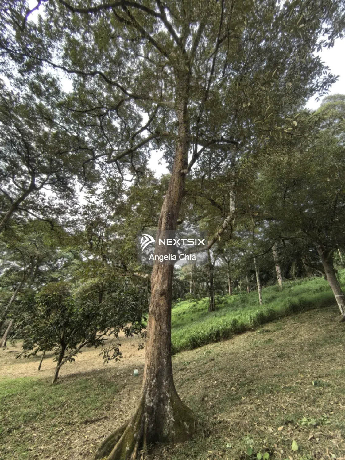 Agricultural Land For Sale in Kota Tinggi Johor - Image 10