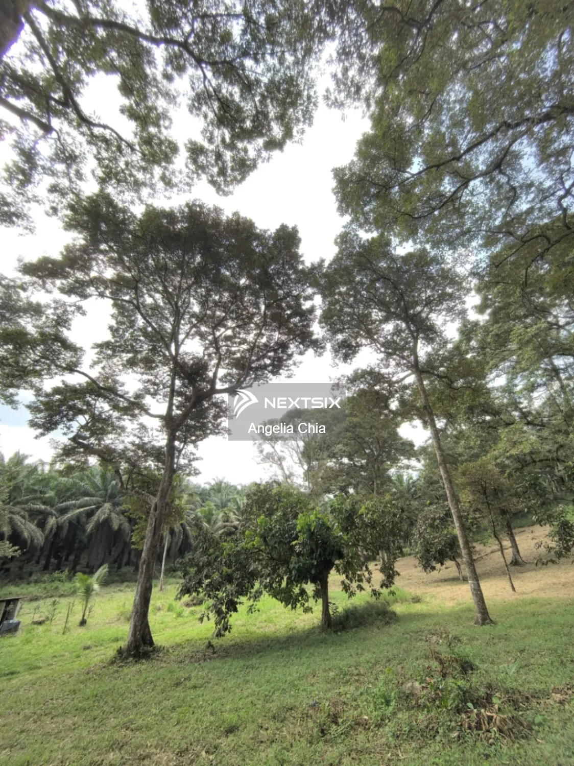 Agricultural Land For Sale in Kota Tinggi Johor - Image 11