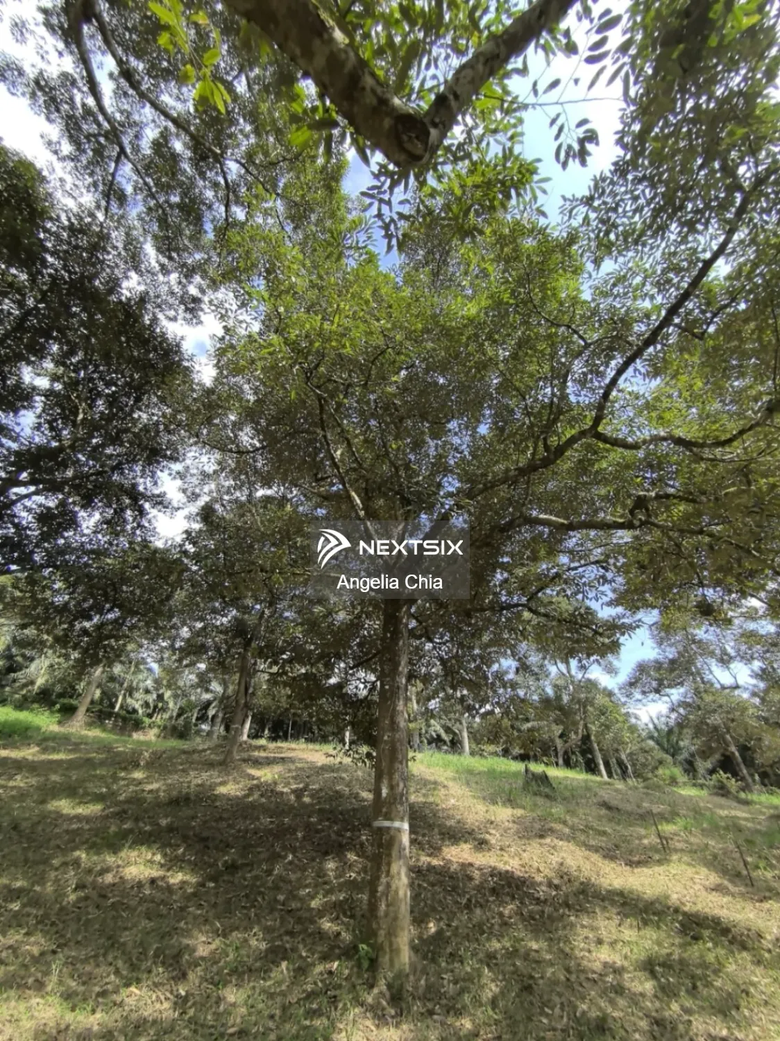 Agricultural Land For Sale in Kota Tinggi Johor - Image 12