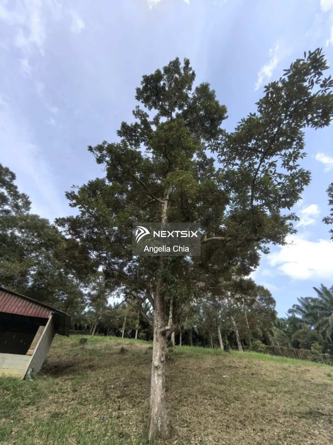 Agricultural Land For Sale in Kota Tinggi Johor - Image 3