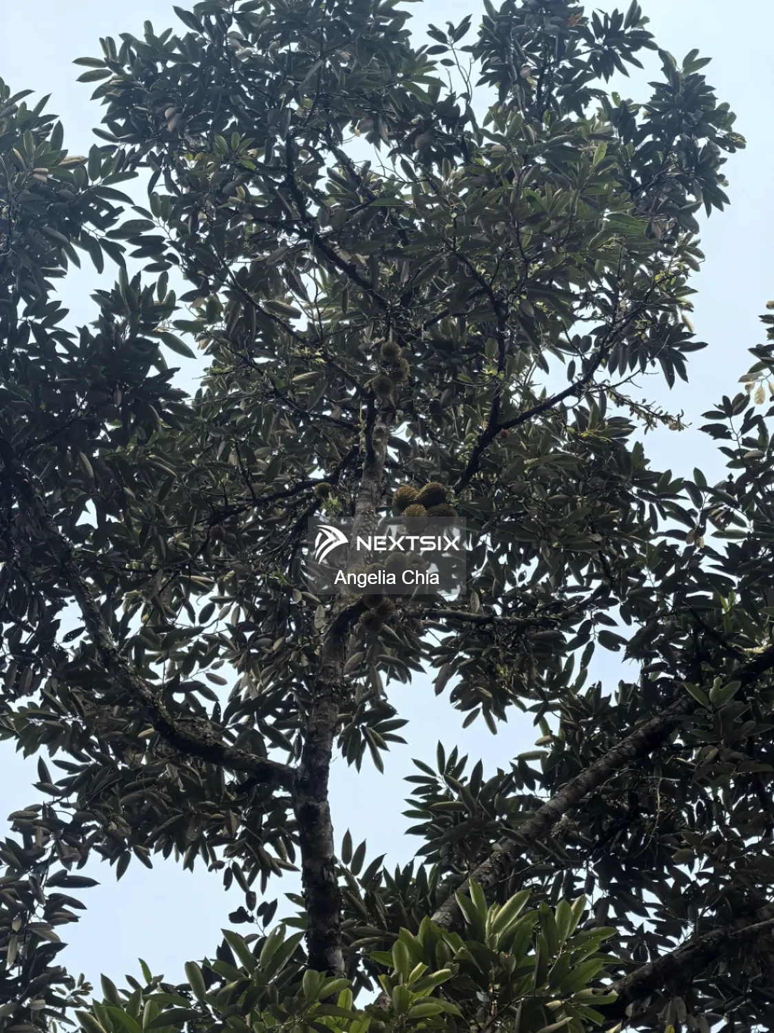 Agricultural Land For Sale in Kota Tinggi Johor - Image 5