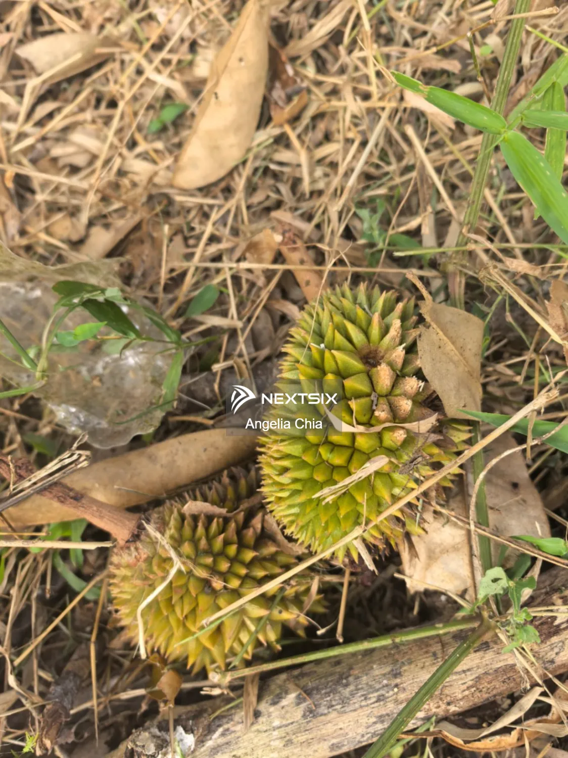 Agricultural Land For Sale in Kota Tinggi Johor - Image 7