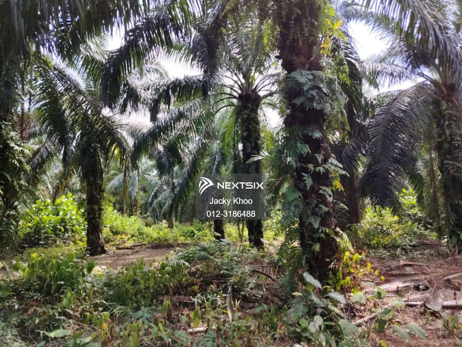 Agricultural Land For Sale in Banting Selangor - Image 3