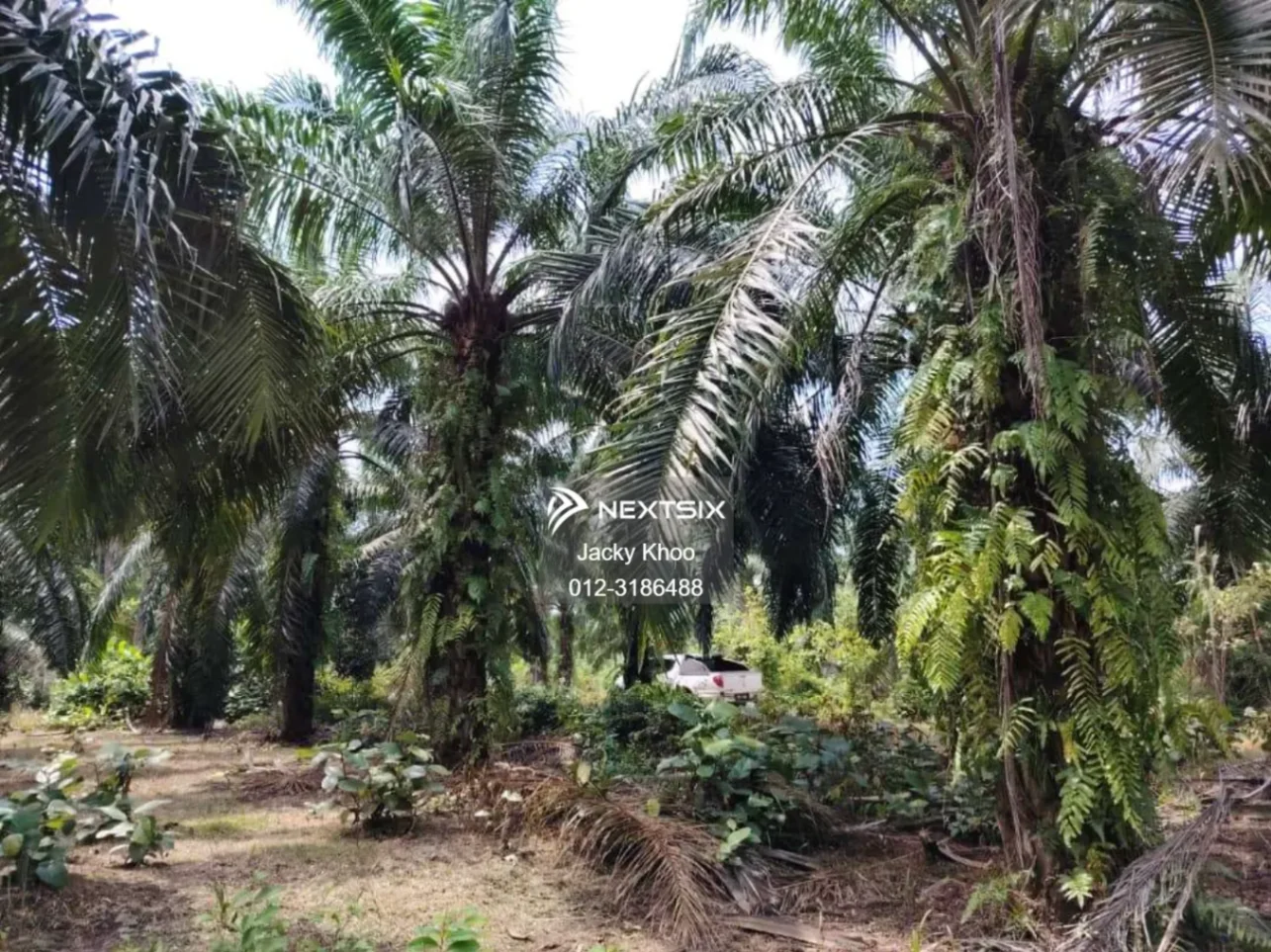 Agricultural Land For Sale in Banting Selangor - Image 4