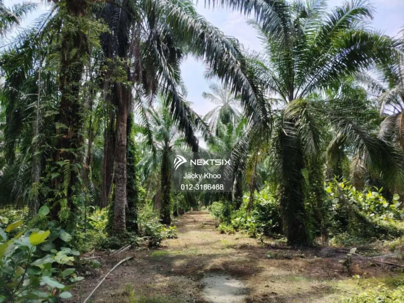 Agricultural Land For Sale in Banting Selangor - Image 5