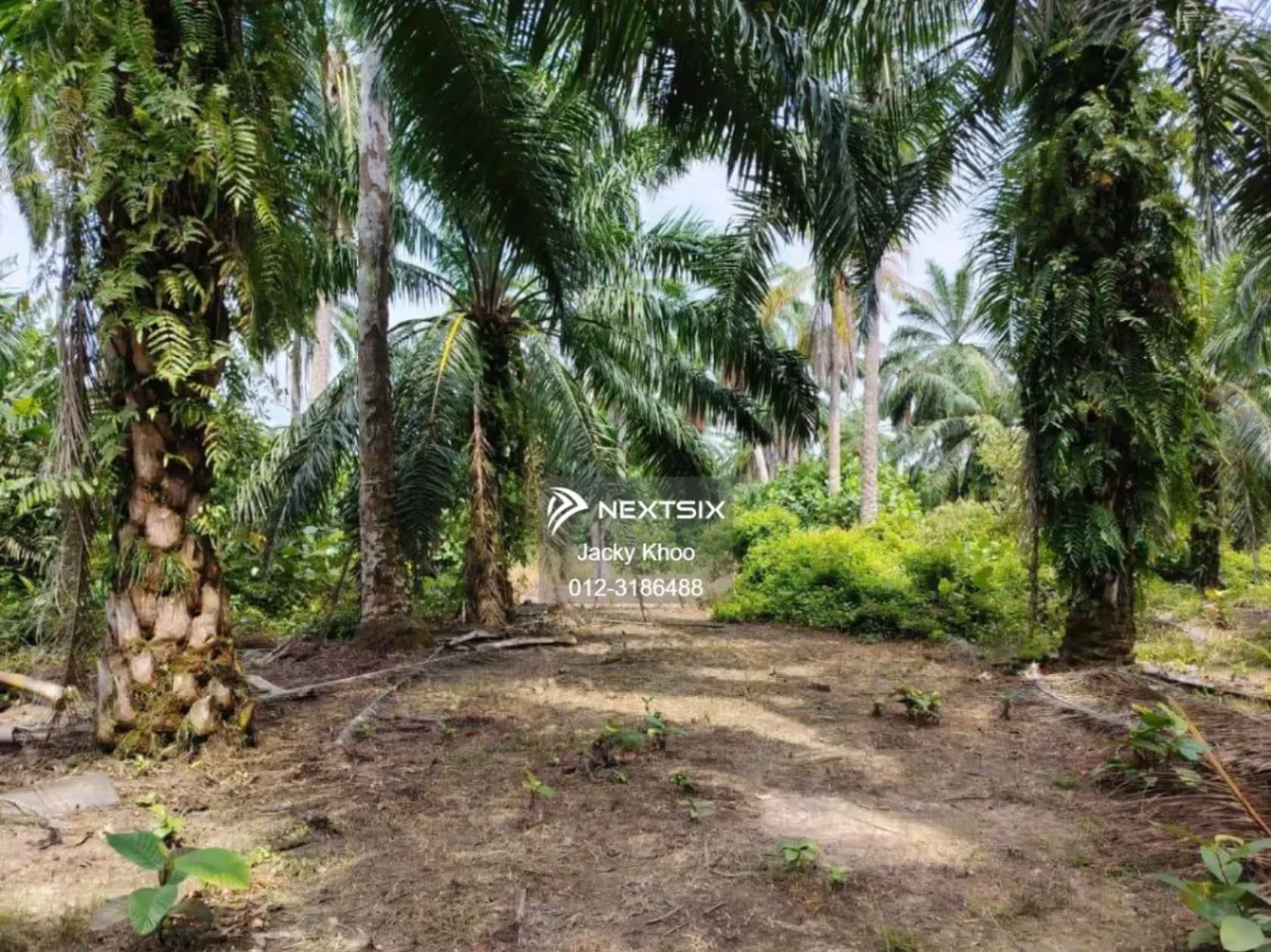 Agricultural Land For Sale in Banting Selangor - Image 7