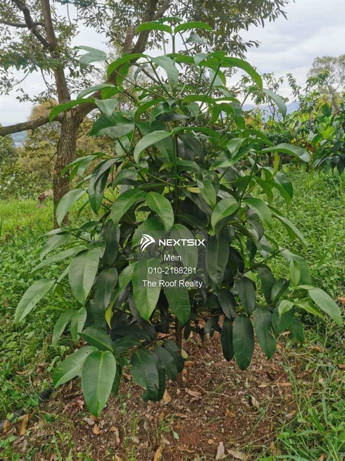 Agricultural Land For Sale in Lenggeng Negeri Sembilan - Image 16