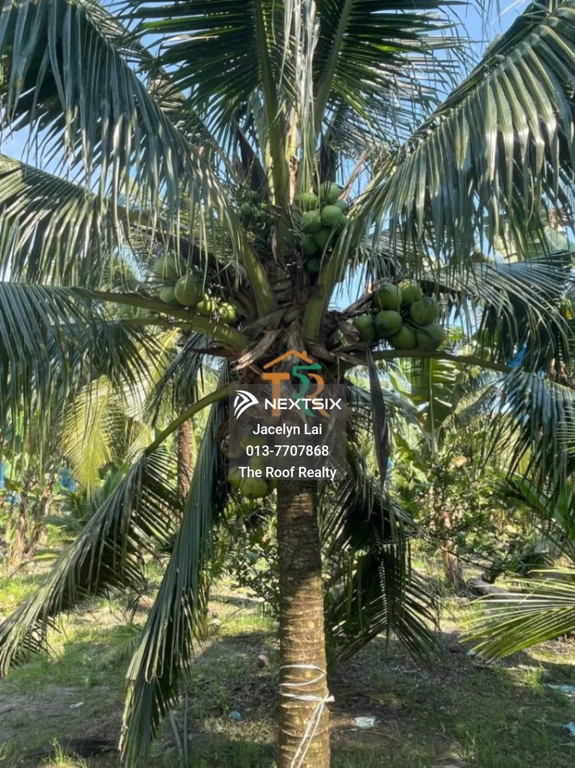 Agricultural Land For Sale in Batu Pahat Johor - Image 10