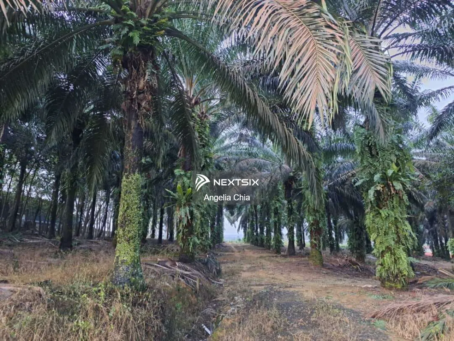 Agricultural Land For Sale in Ulu Tiram Johor