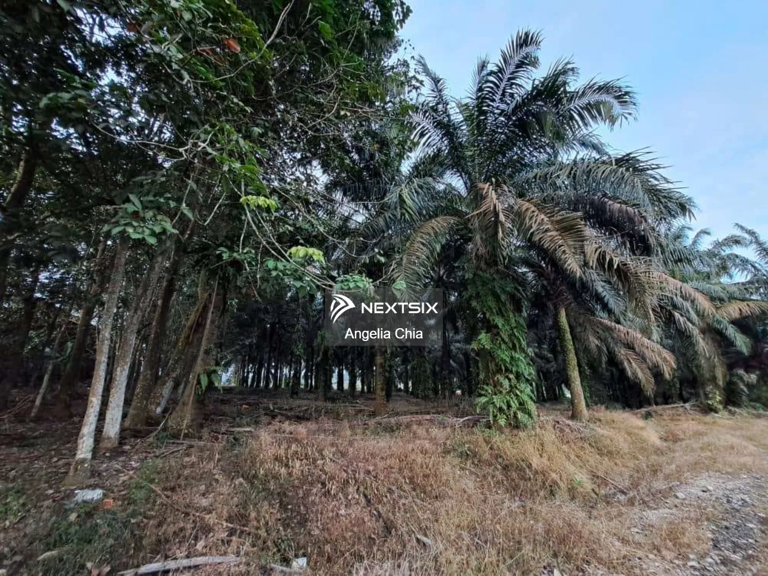 Agricultural Land For Sale in Ulu Tiram Johor - Image 5