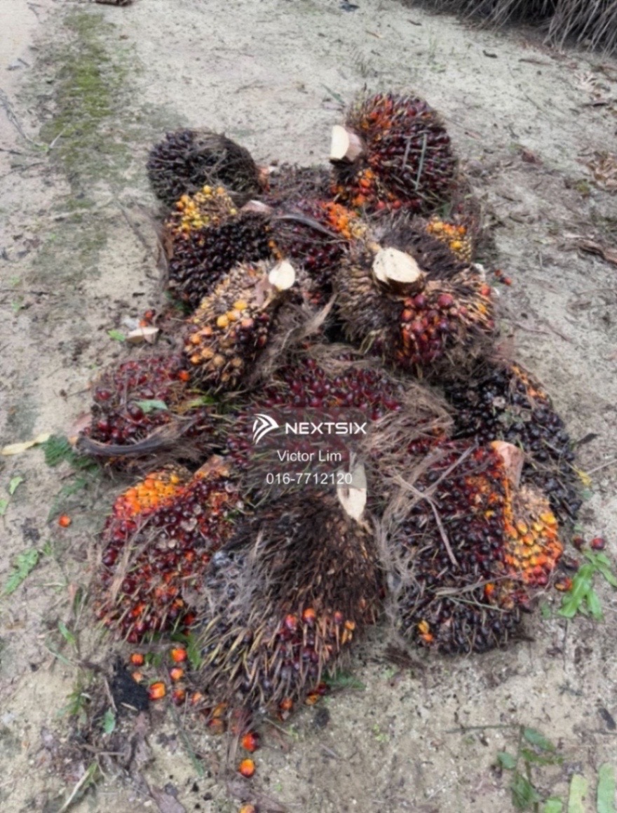 Agricultural Land For Sale in Kluang Johor - Image 6