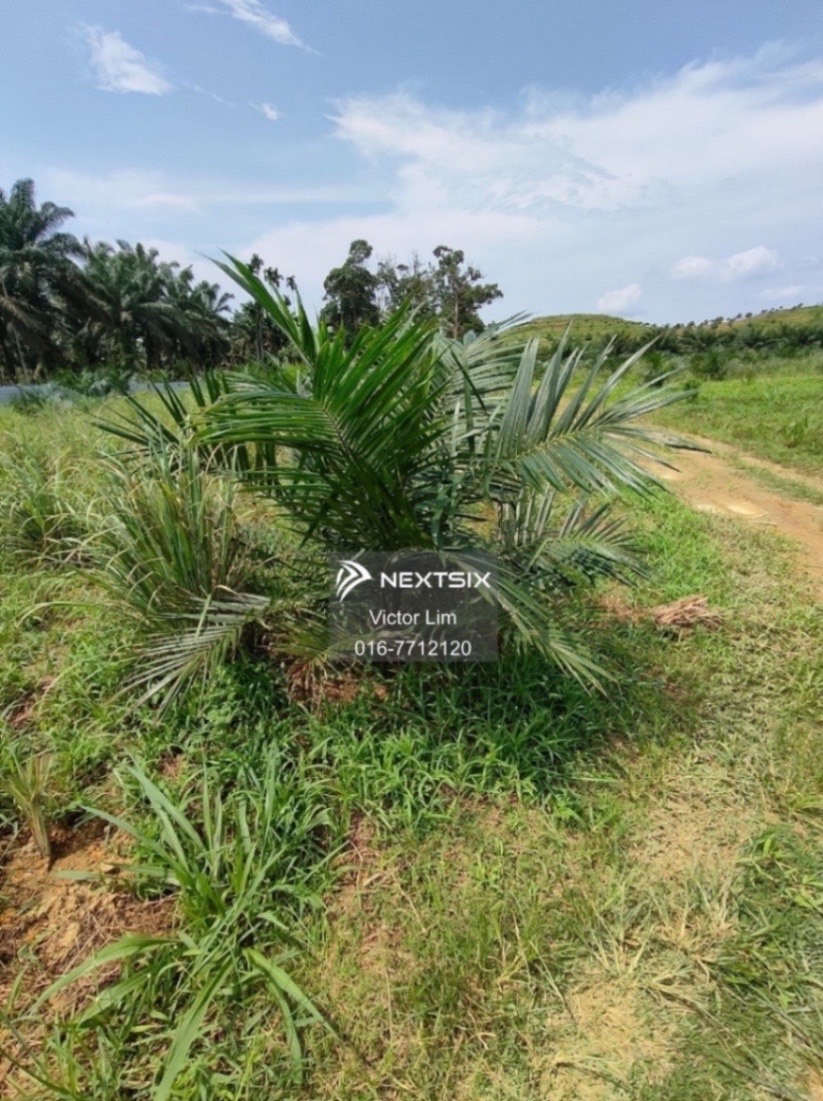Agricultural Land For Sale in Alor Gajah Melaka - Image 7