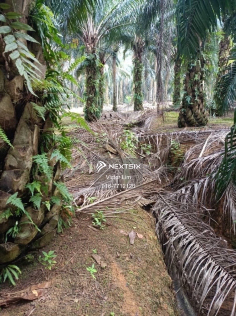 Agricultural Land For Sale in Kluang Johor