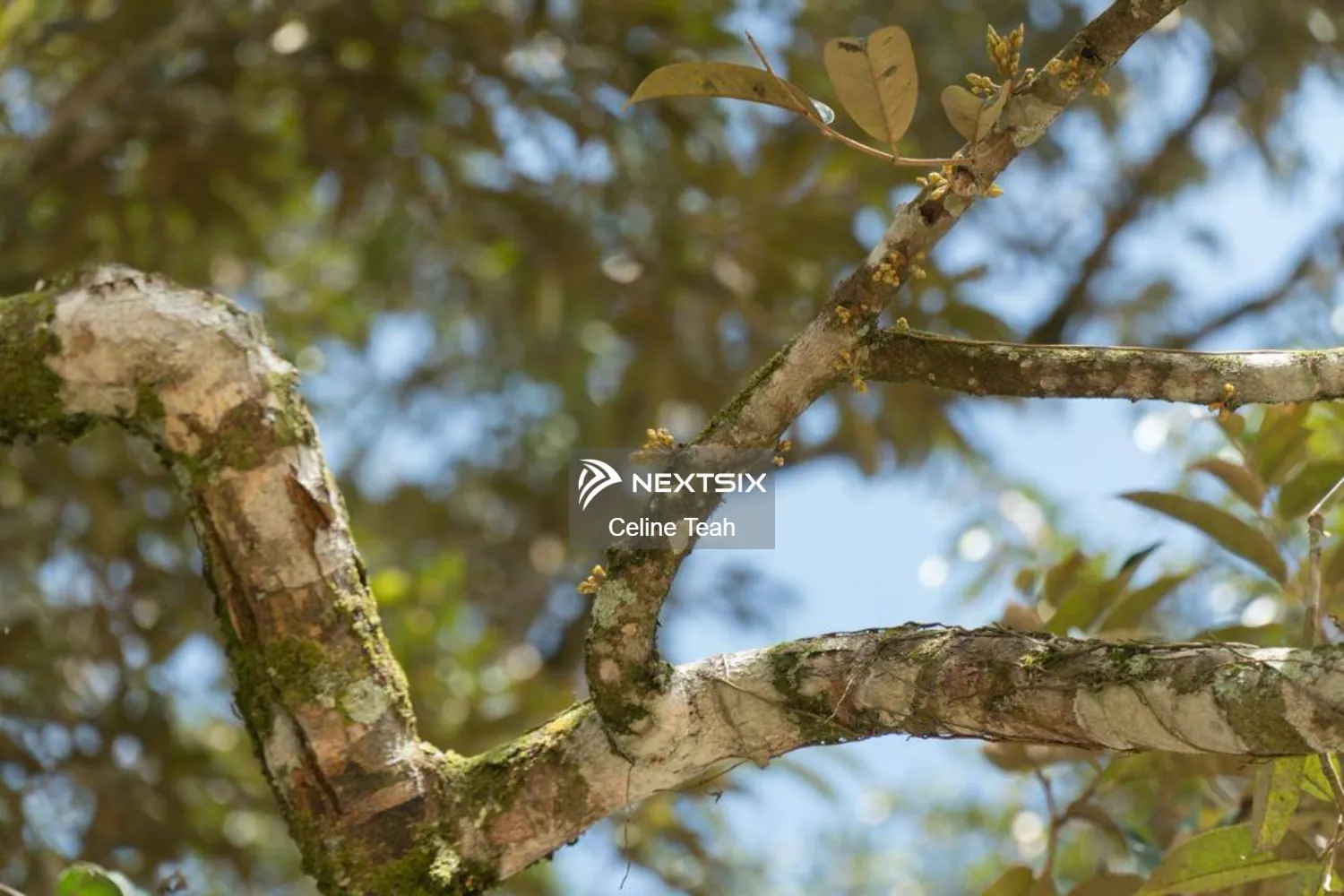 Agricultural Land For Sale in Papar Sabah - Image 5