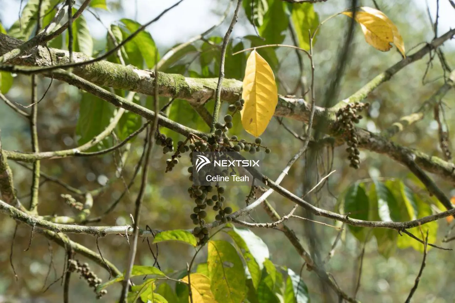Agricultural Land For Sale in Papar Sabah - Image 7