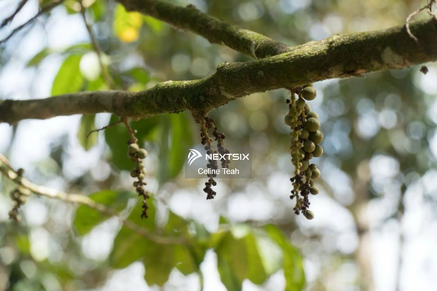 Agricultural Land For Sale in Papar Sabah - Image 8