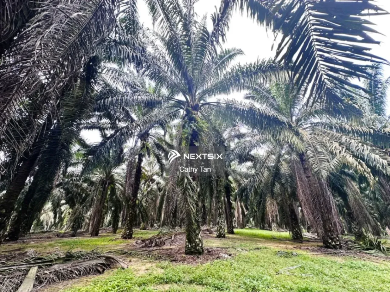 Agricultural Land For Sale in Kota Tinggi Johor - Image 9