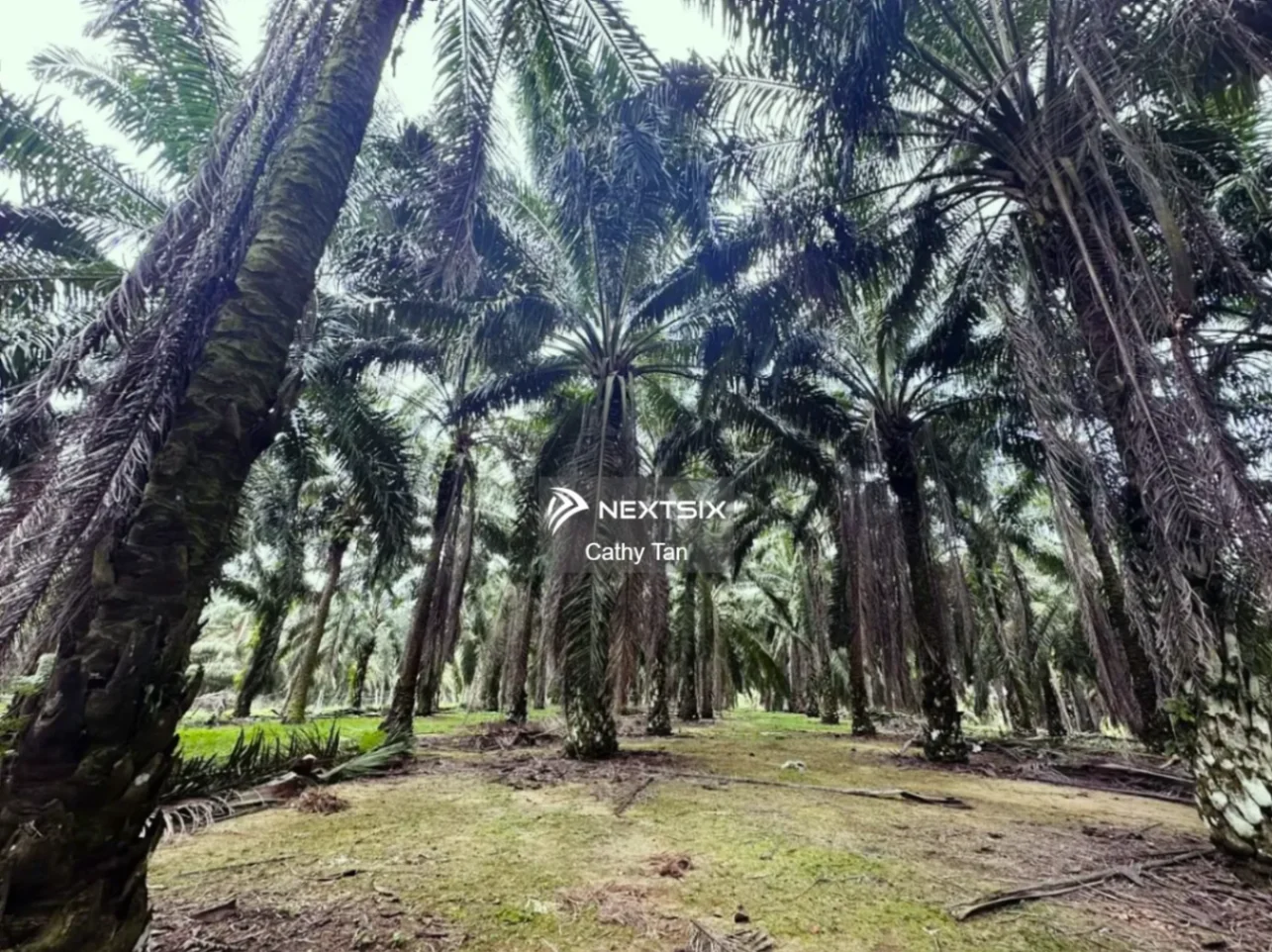 Agricultural Land For Sale in Kota Tinggi Johor - Image 10