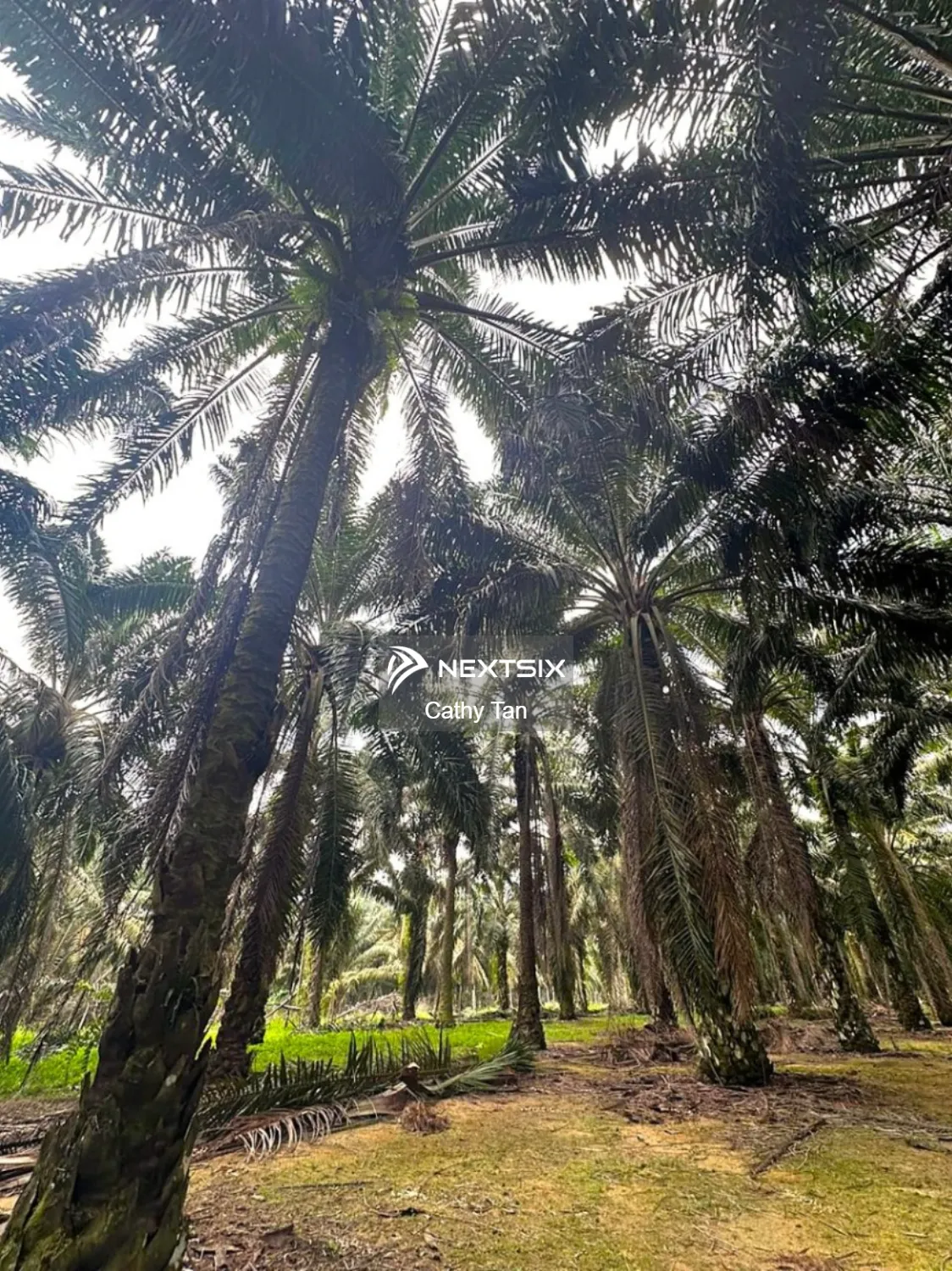 Agricultural Land For Sale in Kota Tinggi Johor - Image 5