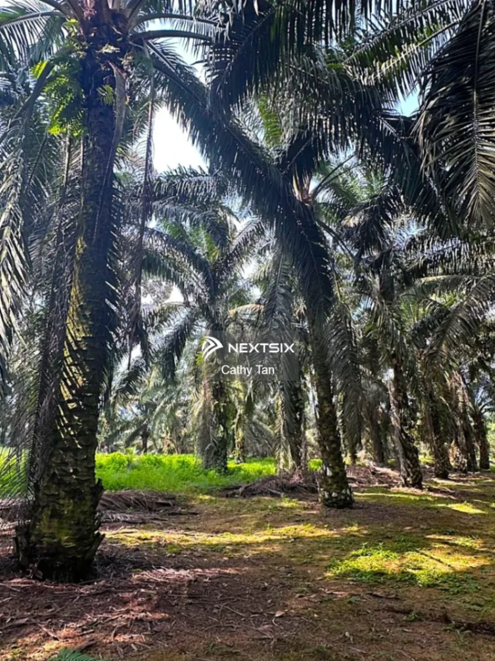 Agricultural Land For Sale in Kota Tinggi Johor - Image 6