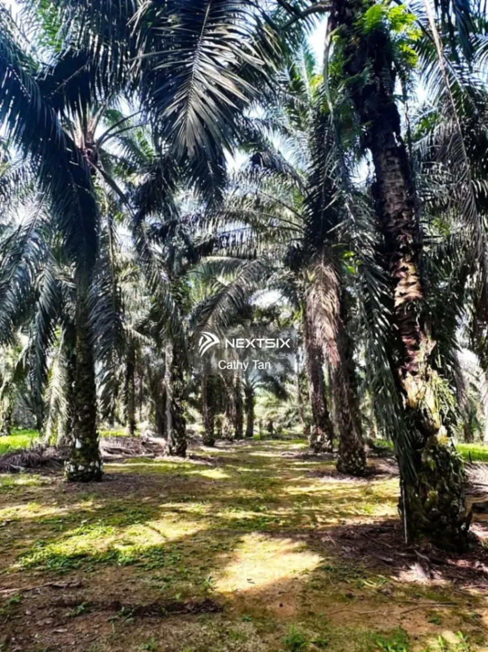 Agricultural Land For Sale in Kota Tinggi Johor - Image 8