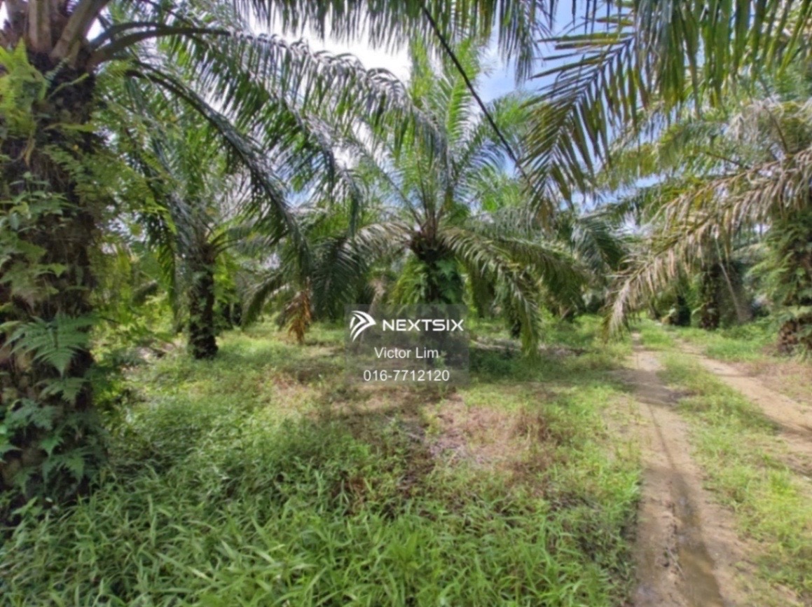 Agricultural Land For Sale in Kota Tinggi Johor - Image 6