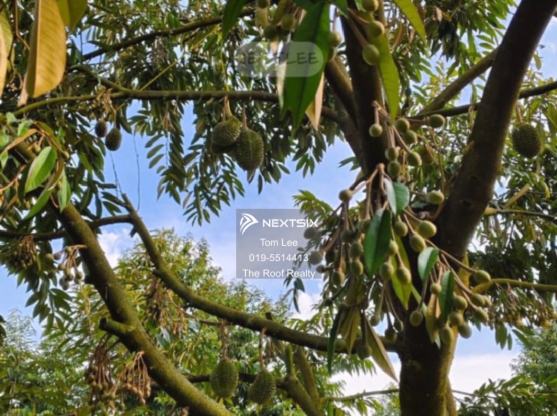 Agricultural Land For Sale in Jerantut Pahang - Image 7