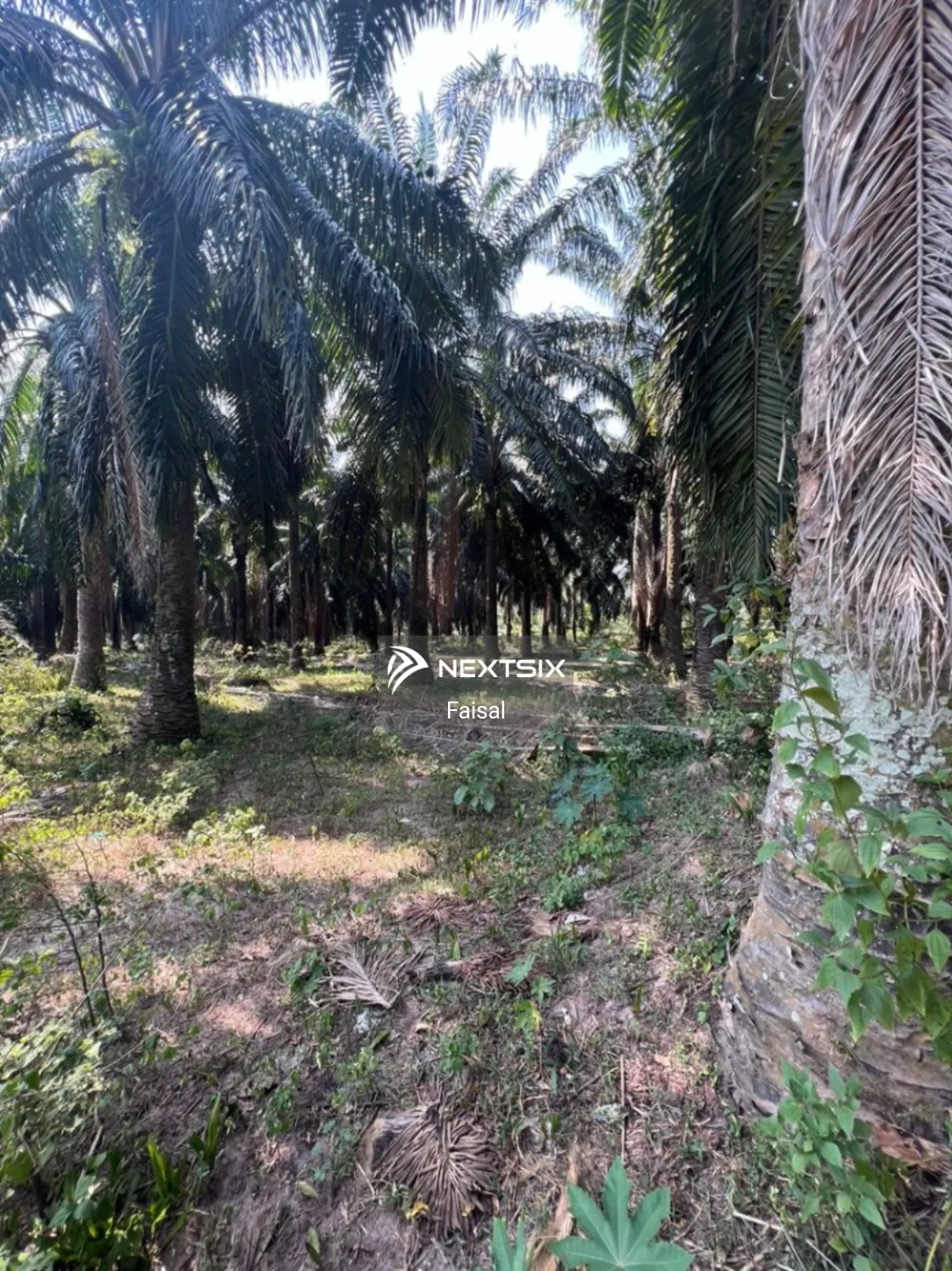 Agricultural Land For Sale in Sungai Petani Kedah - Image 6