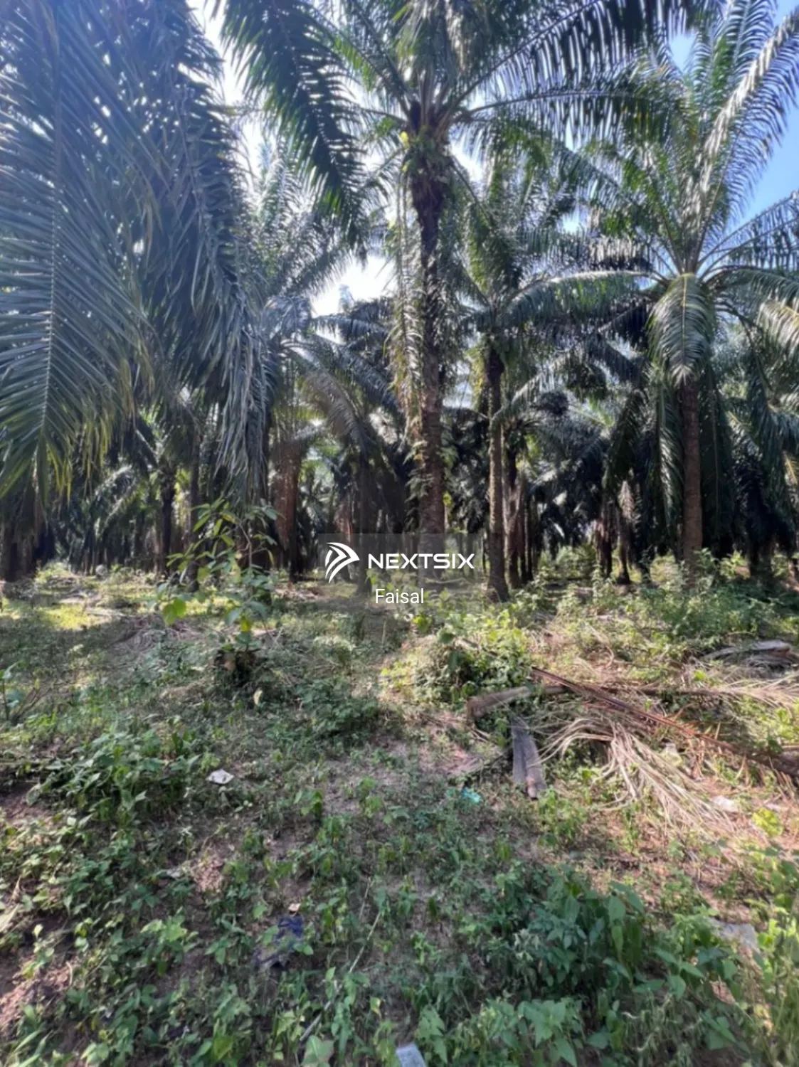 Agricultural Land For Sale in Sungai Petani Kedah - Image 7