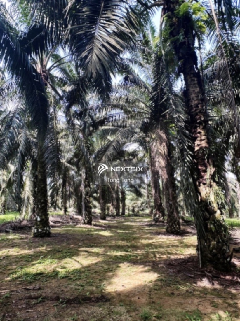 Agricultural Land For Sale in Kota Tinggi Johor - Image 5