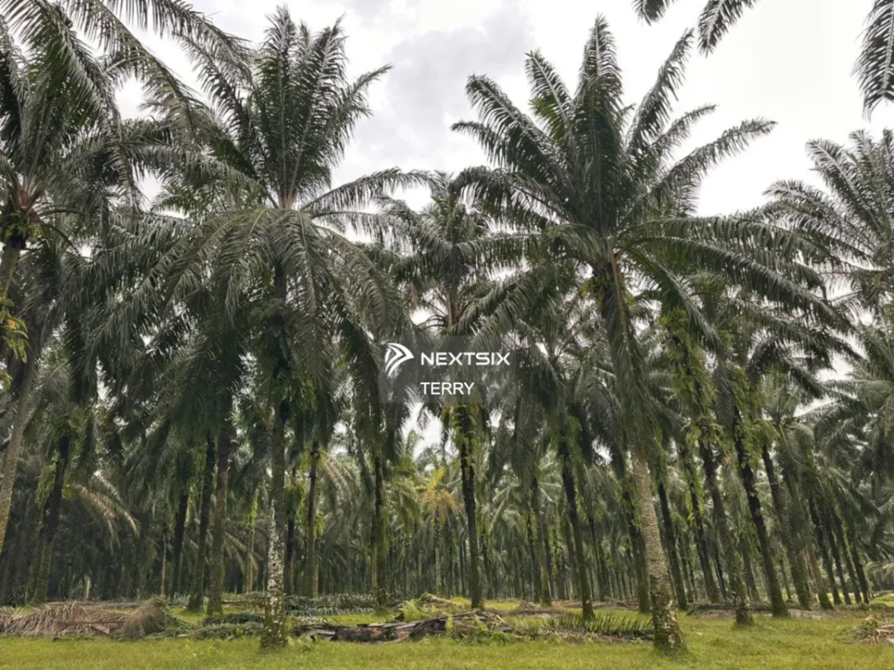 Agricultural Land For Sale in Senai Johor - Image 15