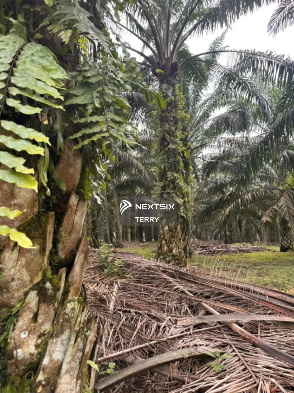 Agricultural Land For Sale in Senai Johor - Image 5