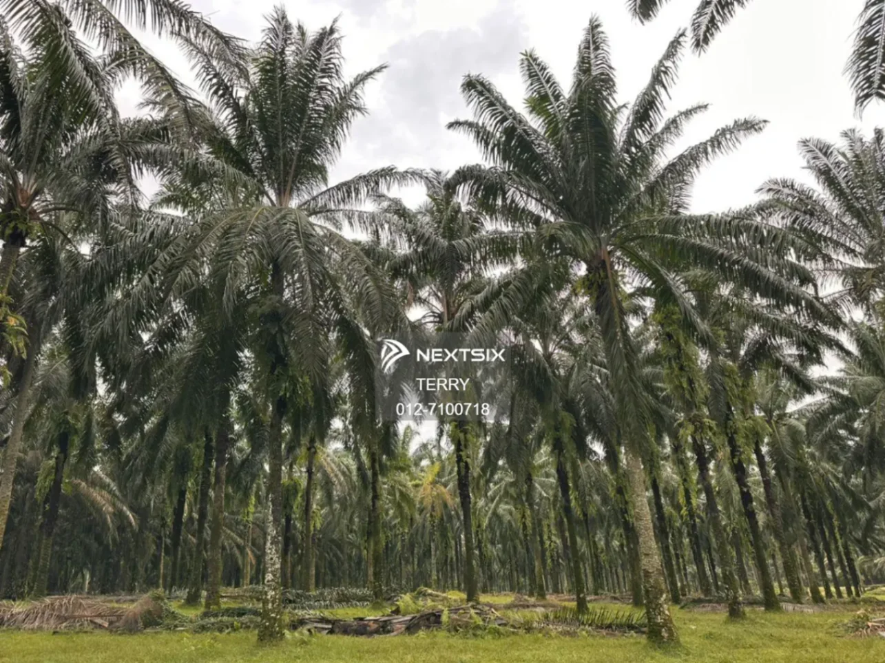 Agricultural Land For Sale in Senai Johor - Image 11