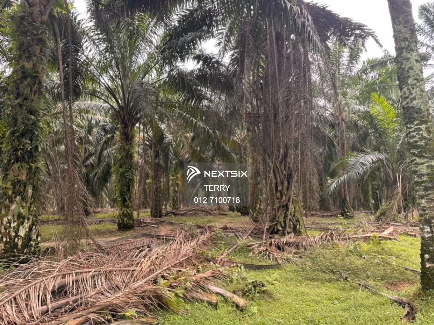 Agricultural Land For Sale in Senai Johor - Image 12