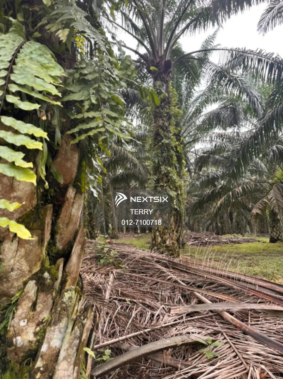 Agricultural Land For Sale in Senai Johor - Image 15